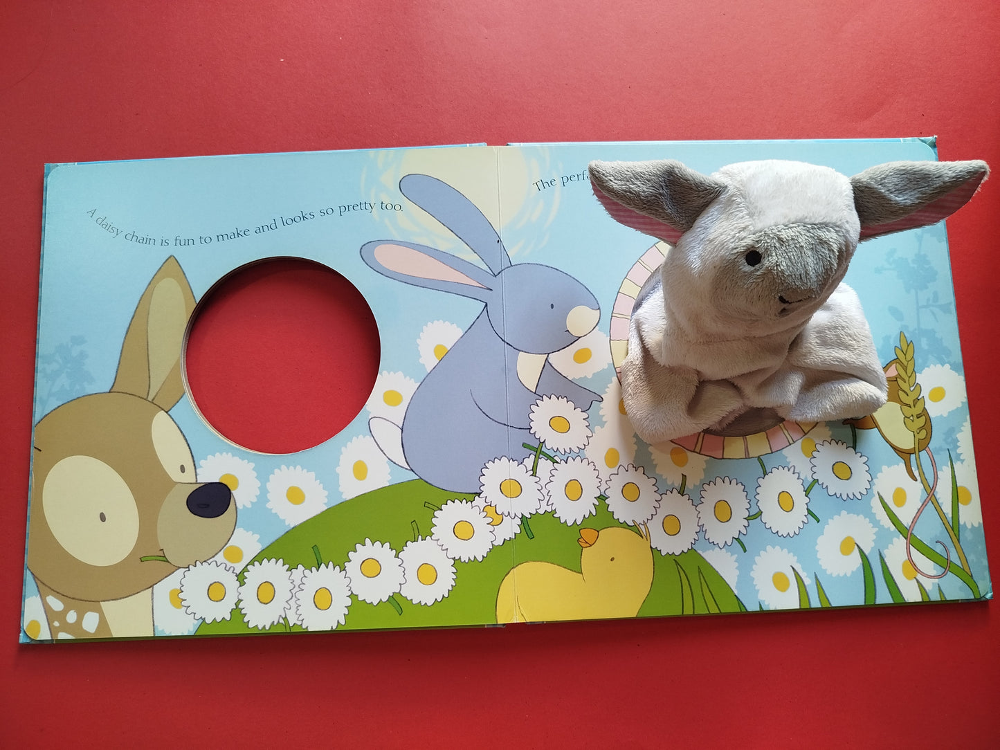 Baby Lamb